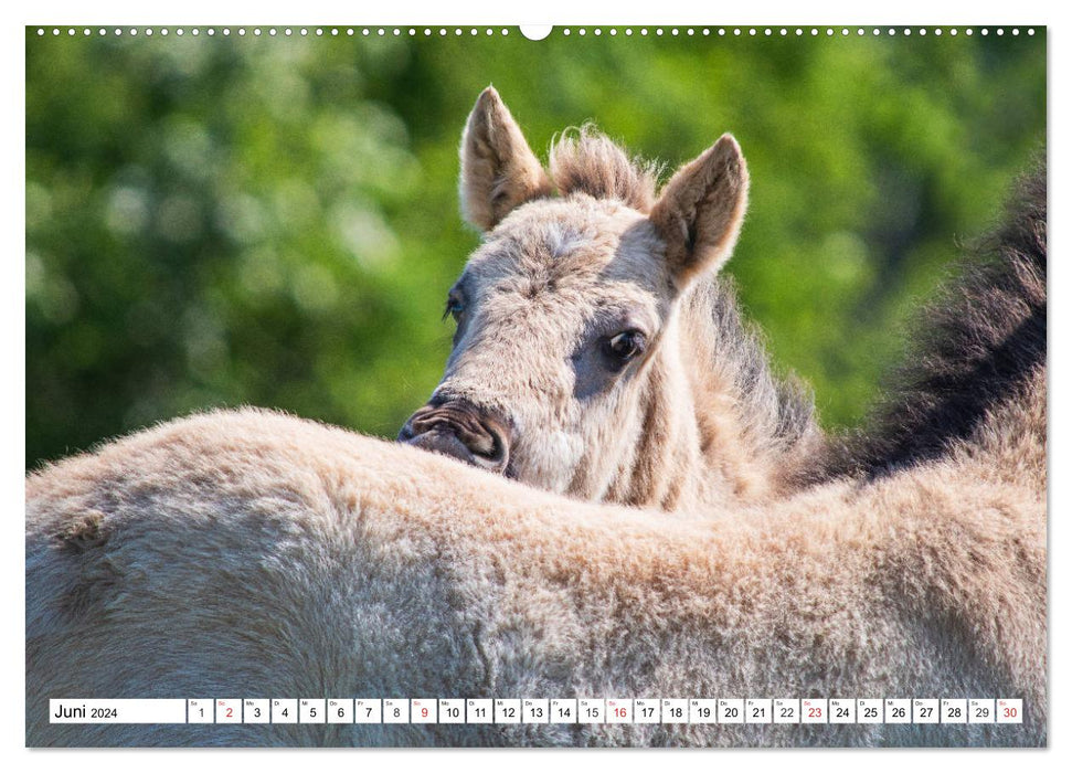 Konik - Born Free (CALVENDO Wall Calendar 2024) 