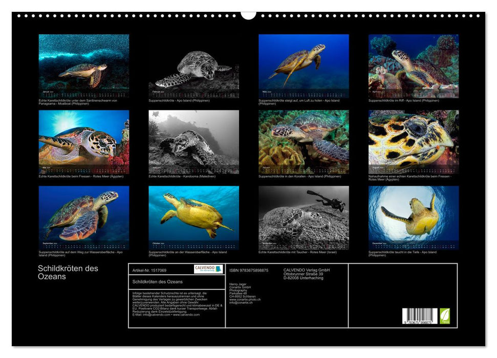 Turtles of the Ocean (CALVENDO Wall Calendar 2024) 