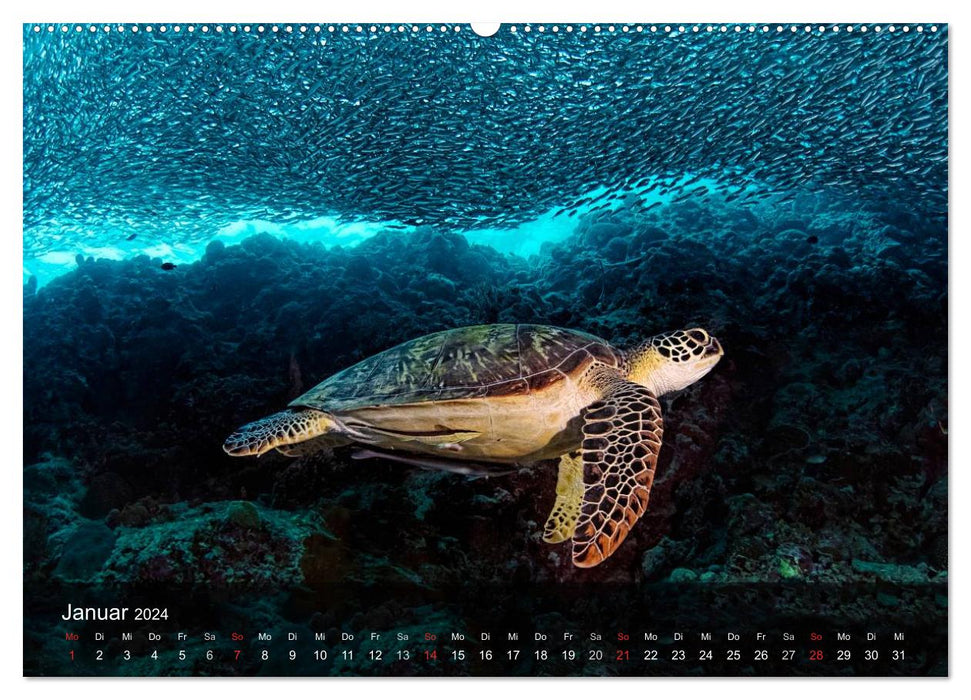 Schildkröten des Ozeans (CALVENDO Wandkalender 2024)