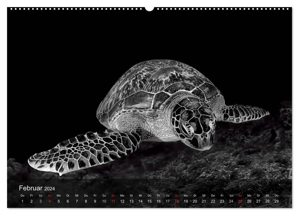 Turtles of the Ocean (CALVENDO Wall Calendar 2024) 