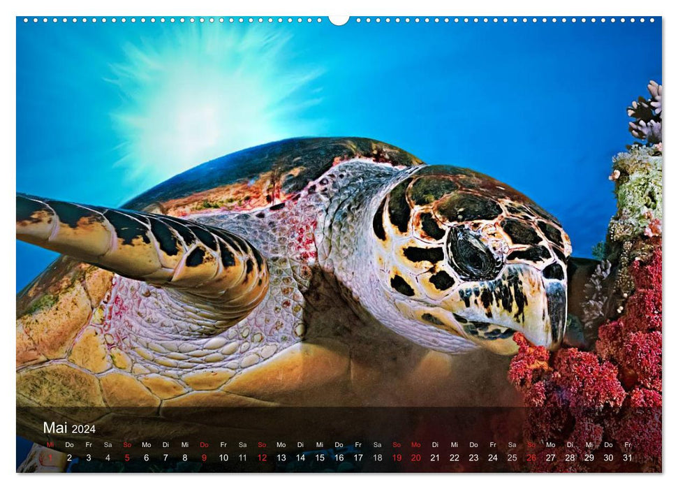 Schildkröten des Ozeans (CALVENDO Wandkalender 2024)