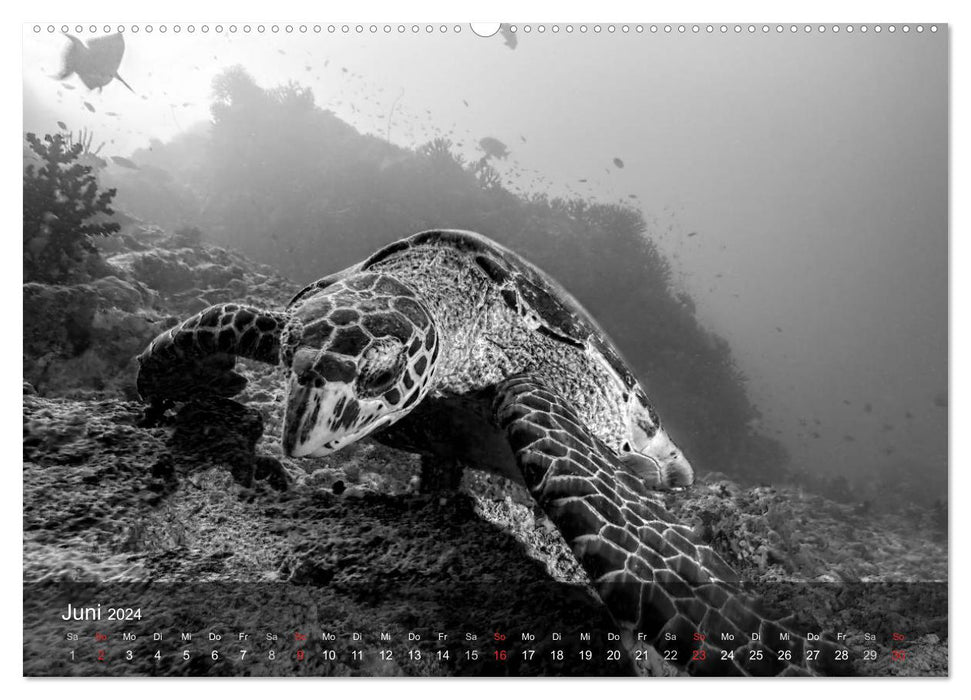Schildkröten des Ozeans (CALVENDO Wandkalender 2024)