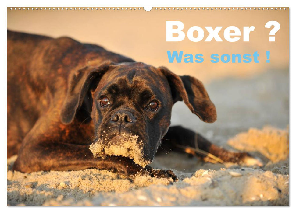 Boxers? What else ! (CALVENDO wall calendar 2024) 