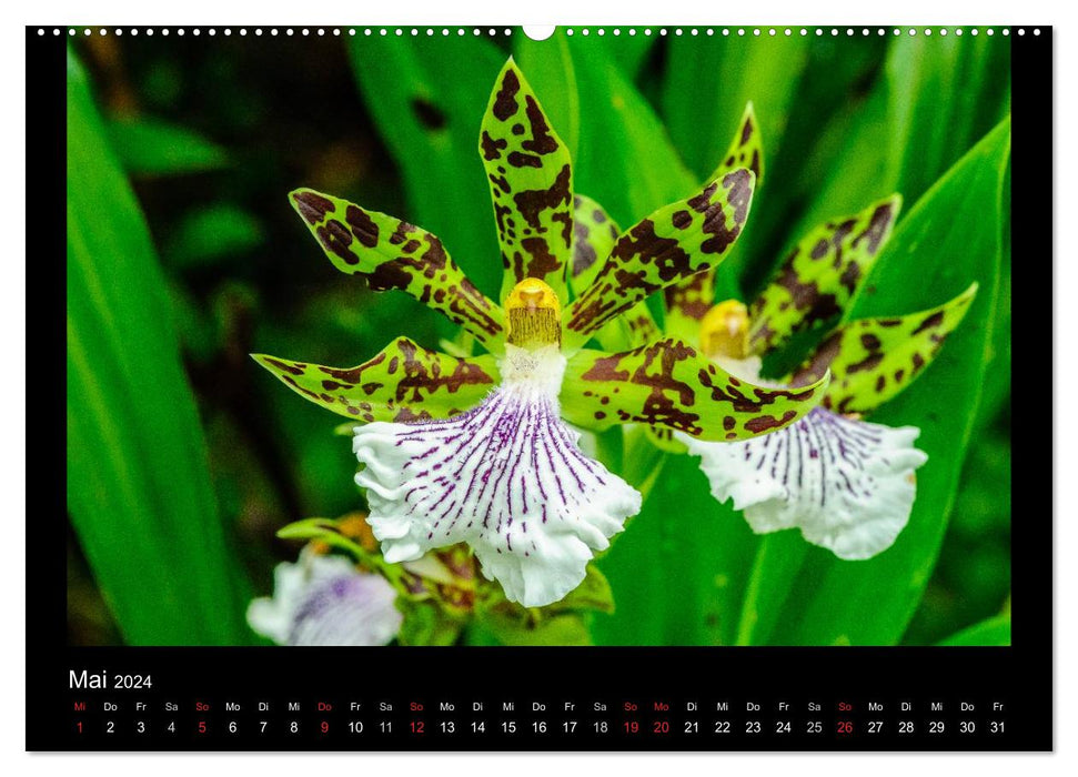 Wonderful orchids (CALVENDO wall calendar 2024) 
