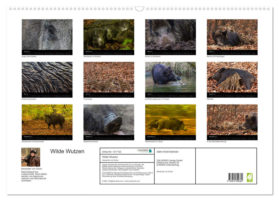 Wilde Wutzen. Das heimische Wildschwein (CALVENDO Wandkalender 2024)