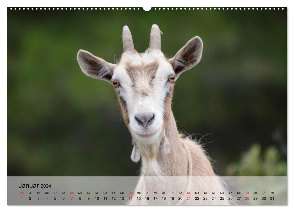 Goats. Smart free spirits (CALVENDO wall calendar 2024) 