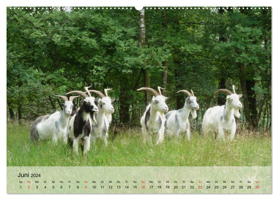 Goats. Smart free spirits (CALVENDO wall calendar 2024) 