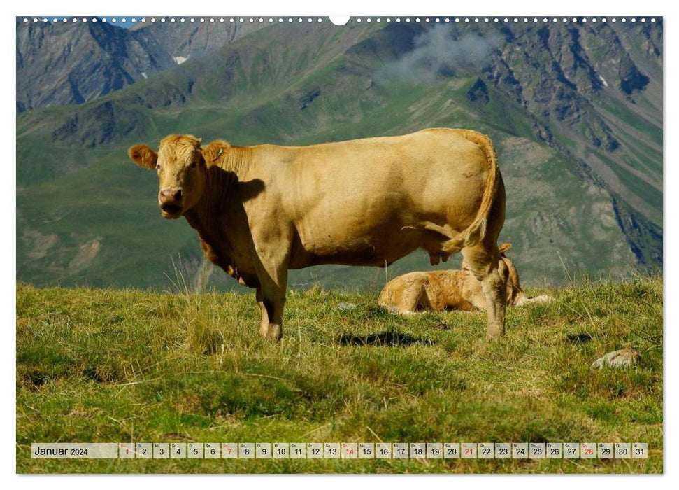 Glückliche Kühe auf saftigen Wiesen (CALVENDO Wandkalender 2024)