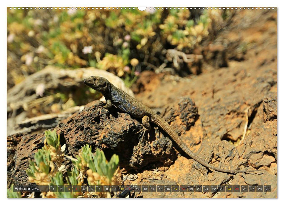 The north of Tenerife (CALVENDO wall calendar 2024) 