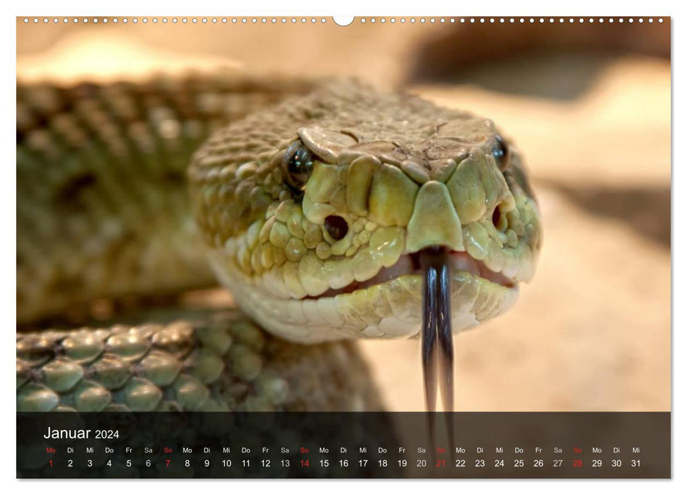 Poisonous snakes (CALVENDO Premium wall calendar 2024) 