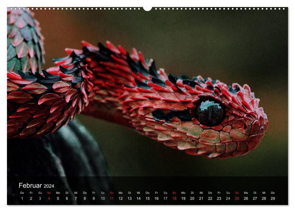 Poisonous snakes (CALVENDO Premium wall calendar 2024) 