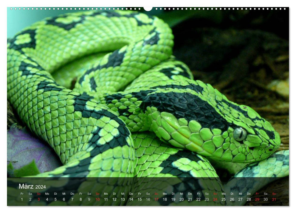 Poisonous snakes (CALVENDO Premium wall calendar 2024) 