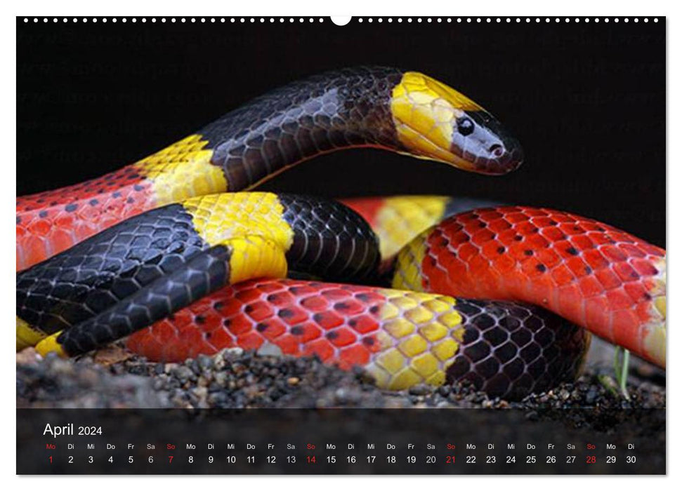 Poisonous snakes (CALVENDO Premium wall calendar 2024) 