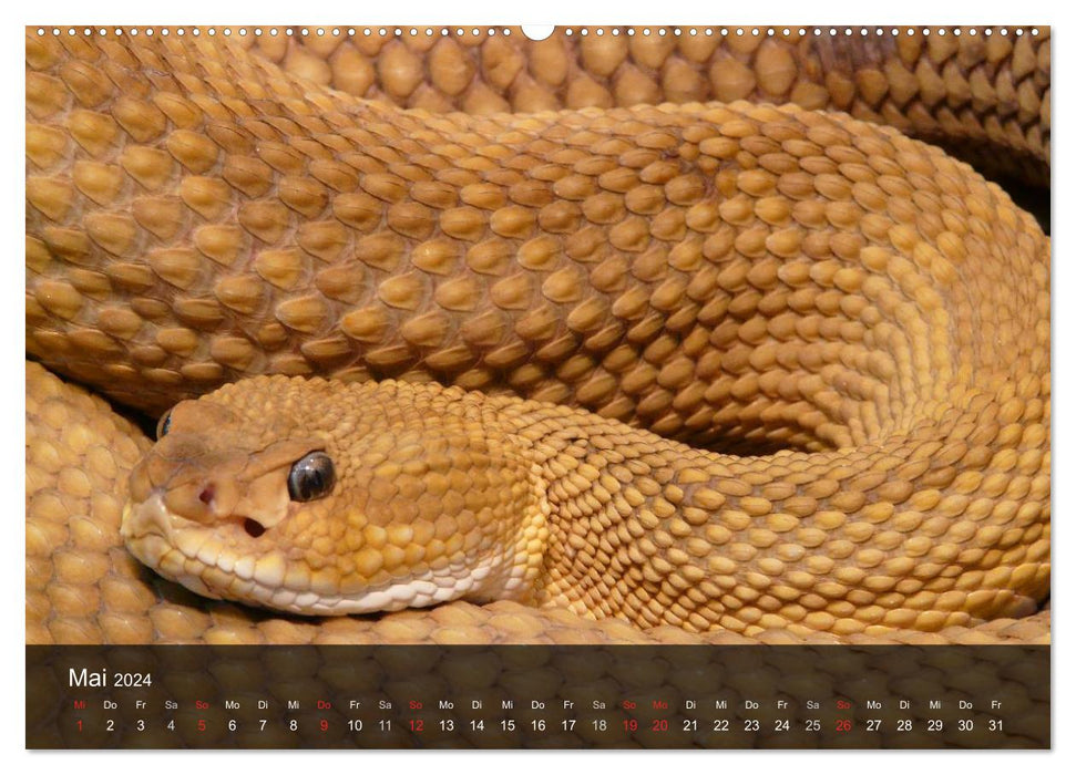 Poisonous snakes (CALVENDO Premium wall calendar 2024) 