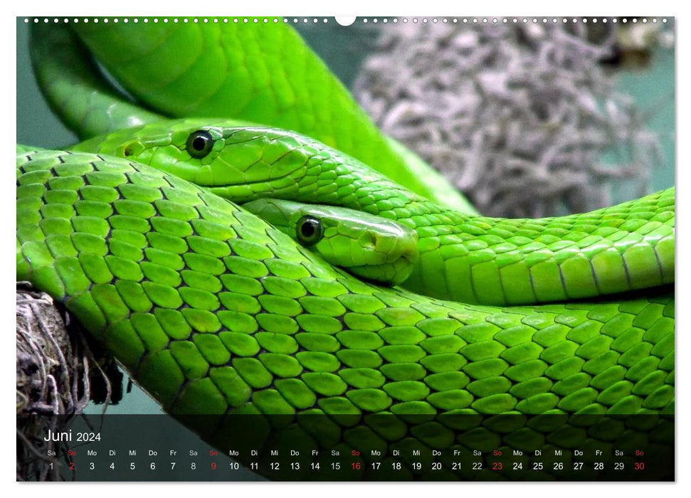 Poisonous snakes (CALVENDO Premium wall calendar 2024) 