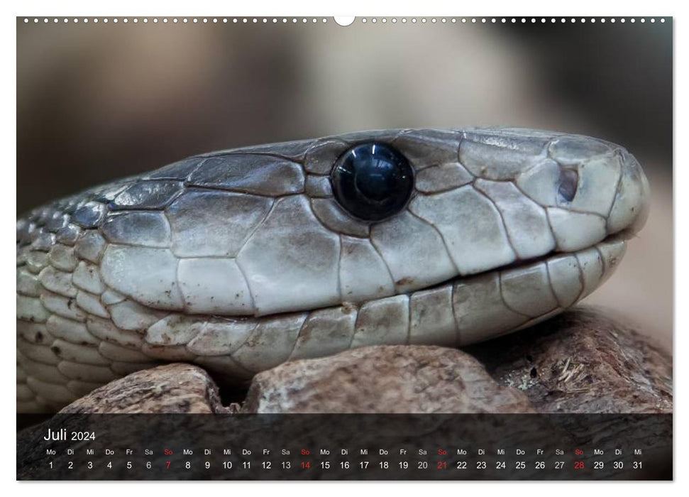 Poisonous snakes (CALVENDO Premium wall calendar 2024) 