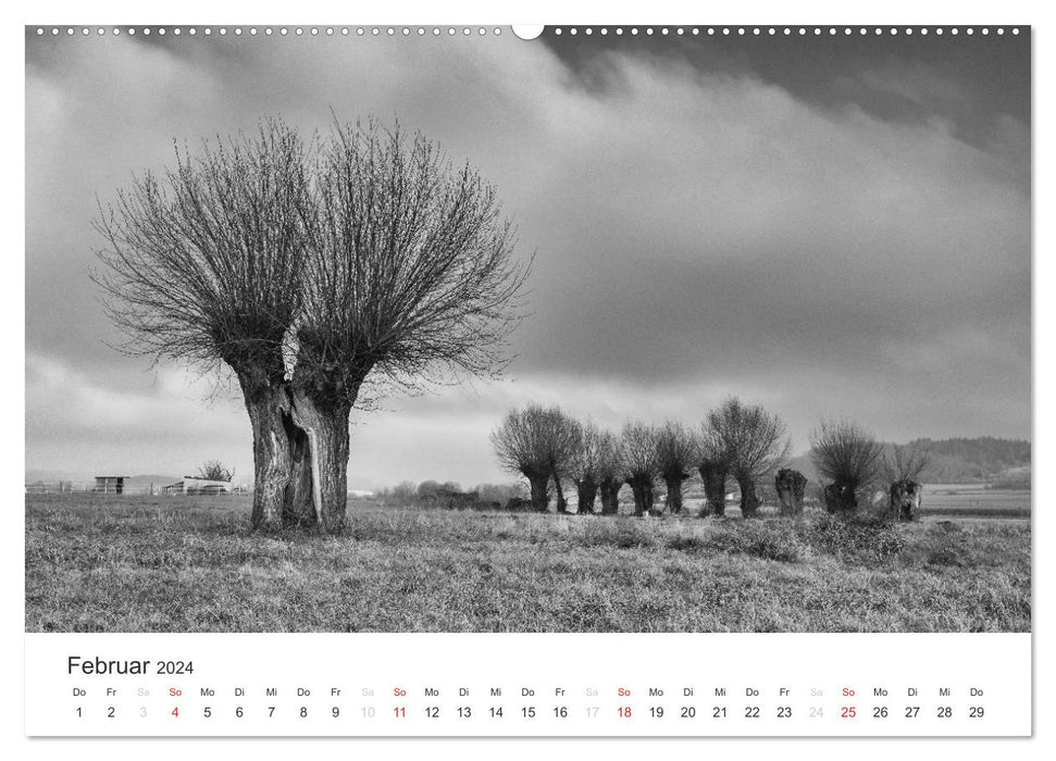 Bäume - Naturschönheiten in schwarz-weiß (CALVENDO Premium Wandkalender 2024)
