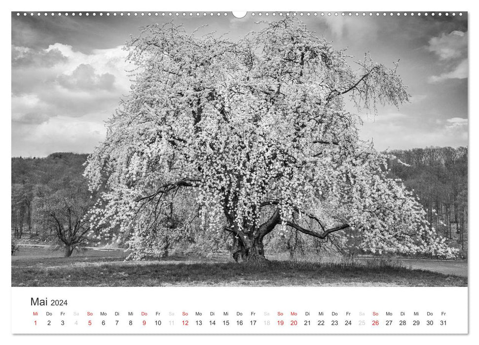 Bäume - Naturschönheiten in schwarz-weiß (CALVENDO Premium Wandkalender 2024)