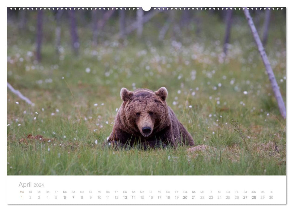 Braunbären - pelzige Riesen in Finnlands Wäldern (CALVENDO Premium Wandkalender 2024)
