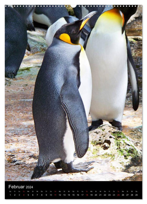 Pingouins - vacillant dans des manteaux thermiques (calendrier mural CALVENDO 2024) 