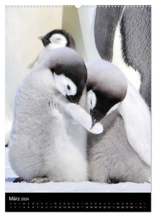 Pingouins - vacillant dans des manteaux thermiques (calendrier mural CALVENDO 2024) 
