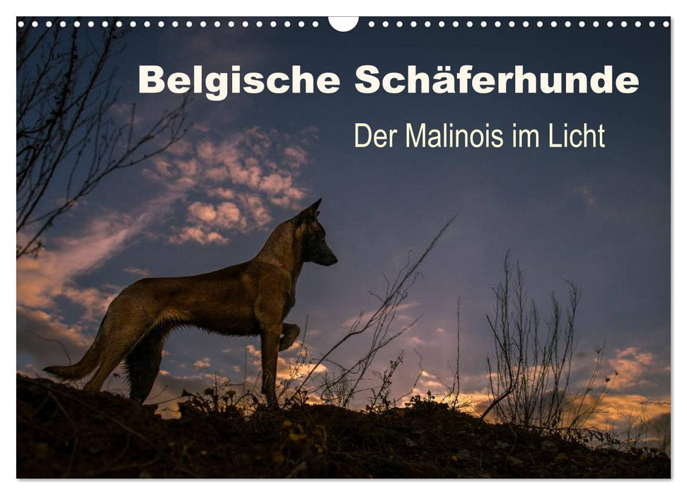 Belgische Schäferhunde - Der Malinois im Licht (CALVENDO Wandkalender 2024)