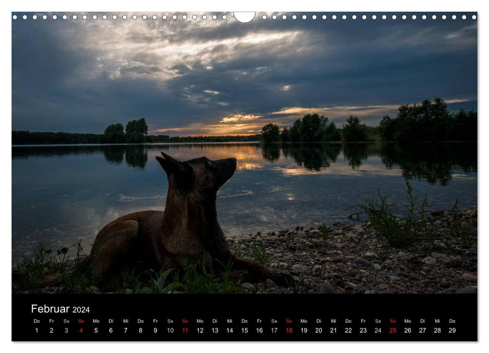 Belgische Schäferhunde - Der Malinois im Licht (CALVENDO Wandkalender 2024)