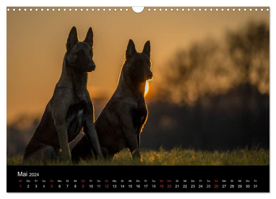 Chiens de berger belges - Les Malinois dans la lumière (Calendrier mural CALVENDO 2024) 