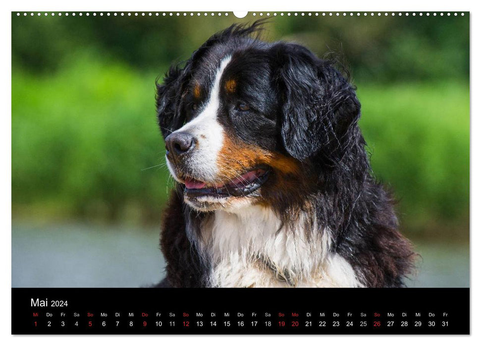 Treuer Freund Berner Sennenhund (CALVENDO Wandkalender 2024)