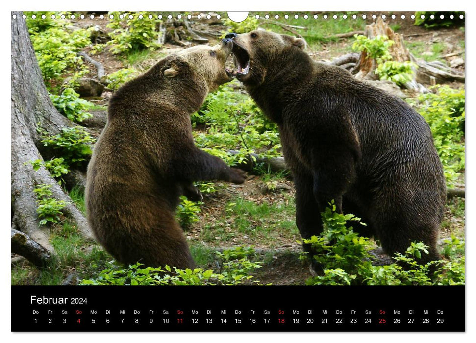 Bären im Nationalpark Bayerischer Wald (CALVENDO Wandkalender 2024)