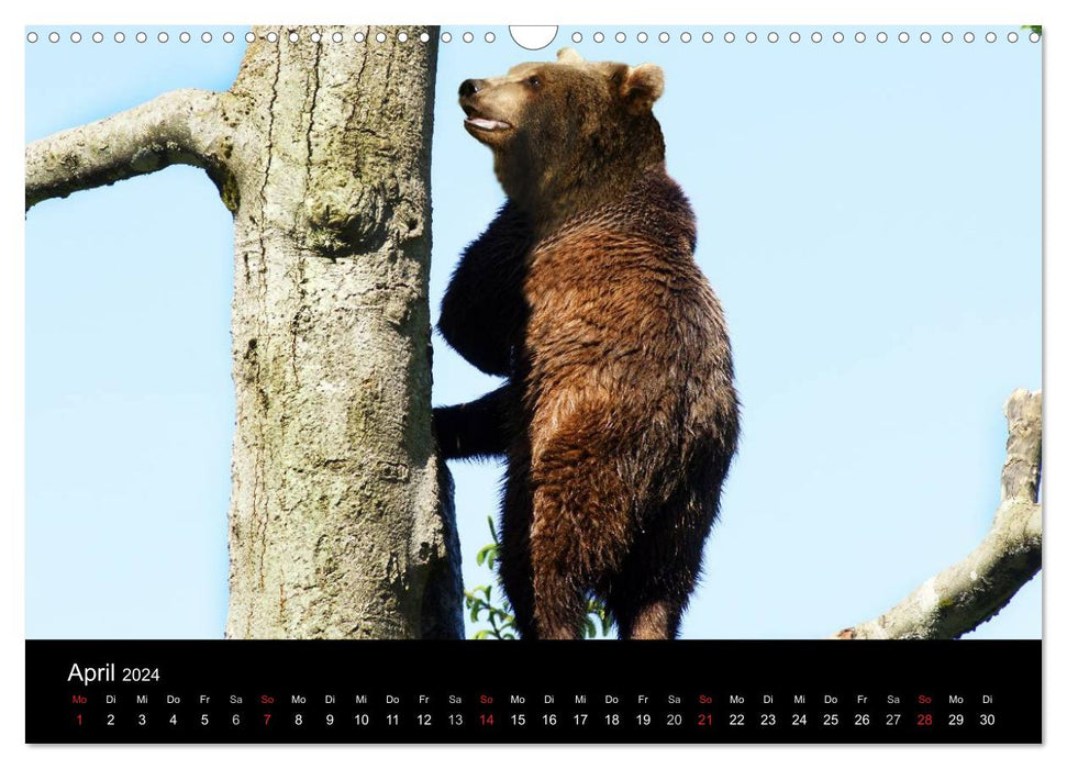 Bären im Nationalpark Bayerischer Wald (CALVENDO Wandkalender 2024)