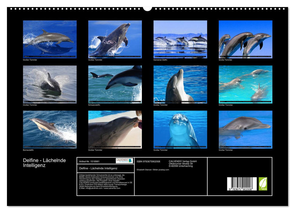 Delfine - Lächelnde Intelligenz (CALVENDO Premium Wandkalender 2024)