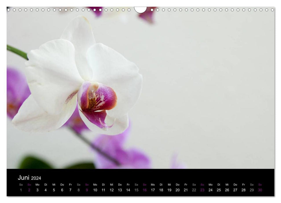 Orchideen Träume (CALVENDO Wandkalender 2024)