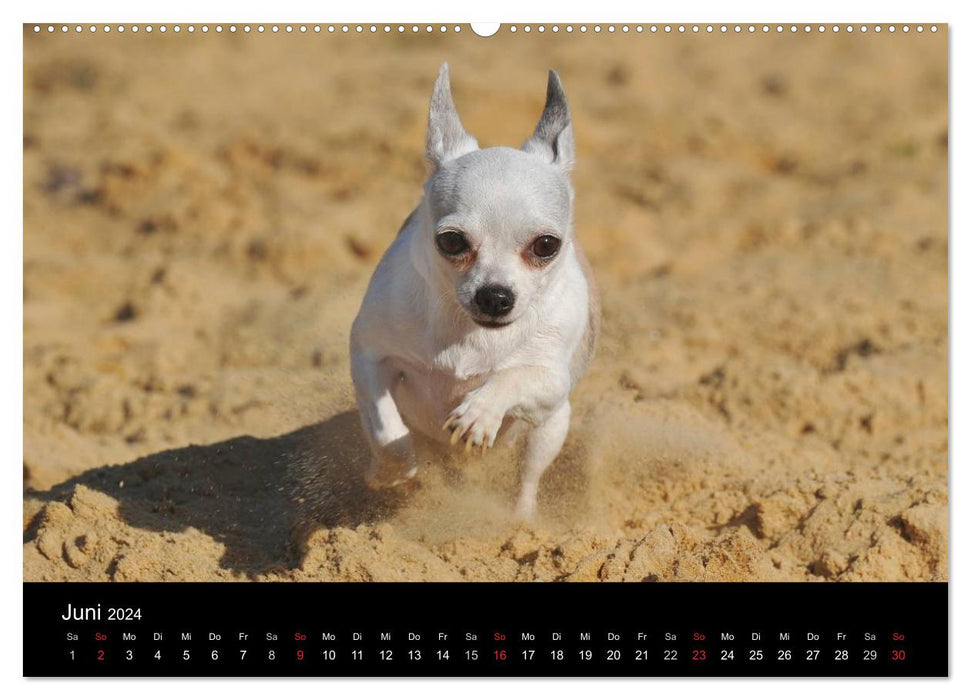 Chihuahua - Kleine Hunde ganz groß (CALVENDO Premium Wandkalender 2024)