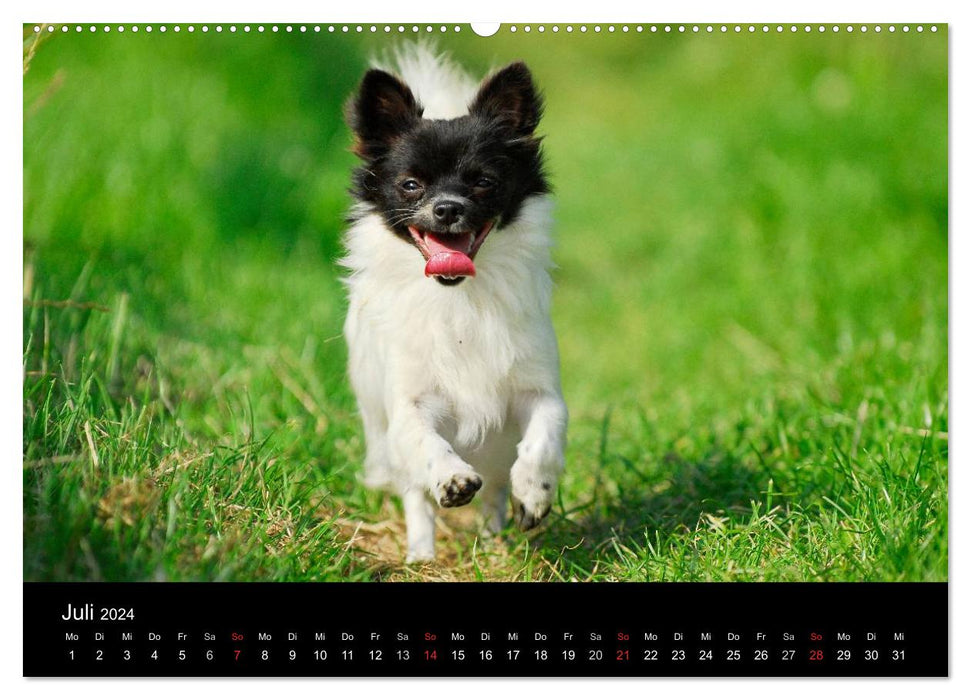 Chihuahua - Kleine Hunde ganz groß (CALVENDO Premium Wandkalender 2024)
