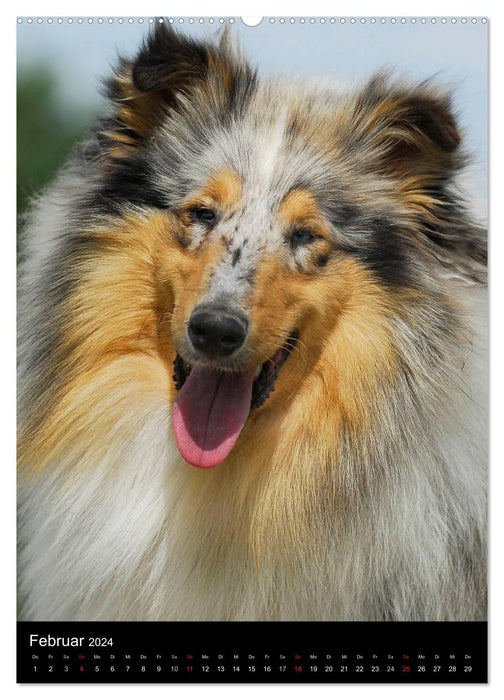 Collie 2024 (CALVENDO Premium Wandkalender 2024)