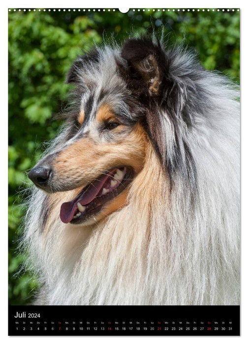 Collie 2024 (CALVENDO Premium Wandkalender 2024)