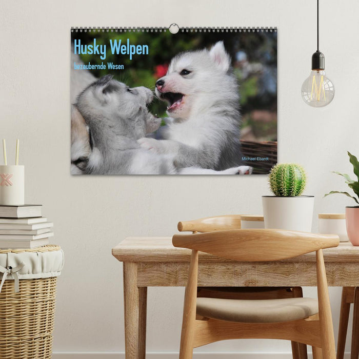 Husky Welpen (CALVENDO Wandkalender 2024)