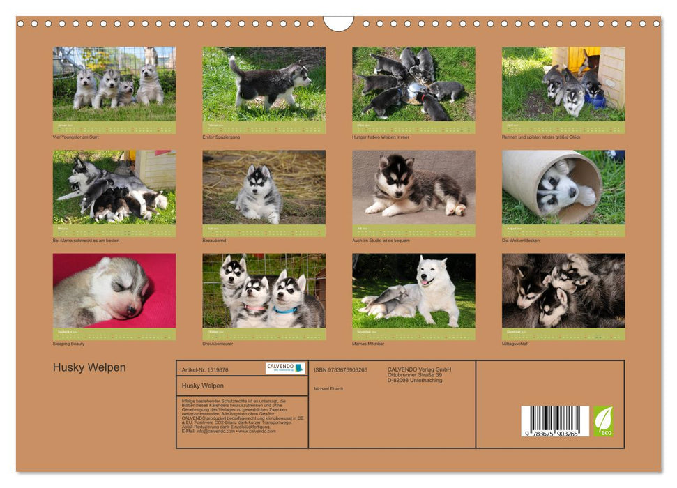 Husky Welpen (CALVENDO Wandkalender 2024)