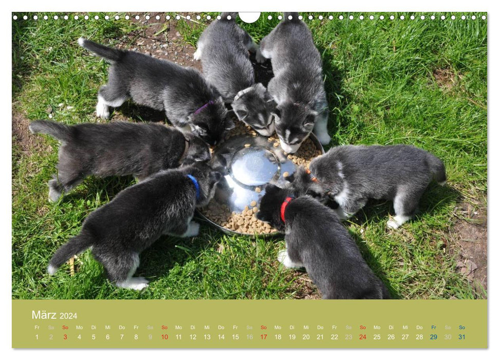 Husky Welpen (CALVENDO Wandkalender 2024)