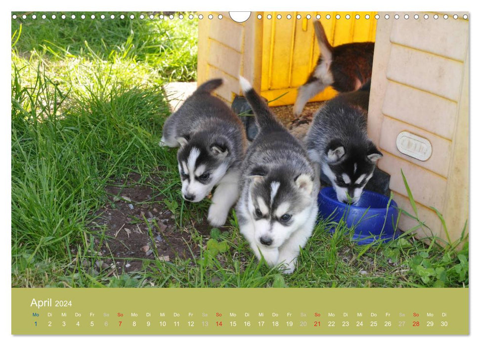 Husky Welpen (CALVENDO Wandkalender 2024)