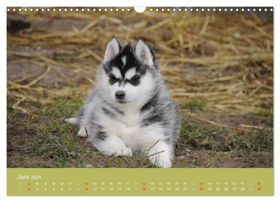 Husky Welpen (CALVENDO Wandkalender 2024)