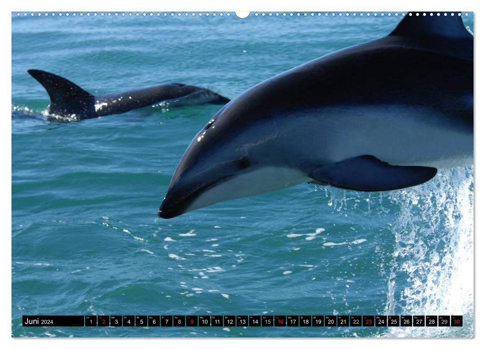 Delfine - Lächelnde Intelligenz (CALVENDO Wandkalender 2024)