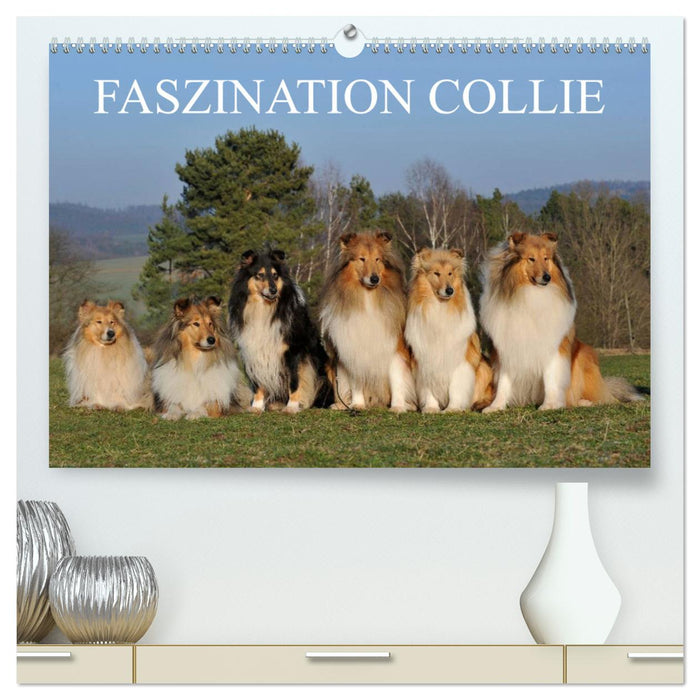 Faszination Collie 2024 (CALVENDO Premium Wandkalender 2024)
