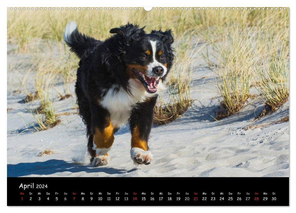 Berner Sennenhund 2024 (CALVENDO Premium Wandkalender 2024)