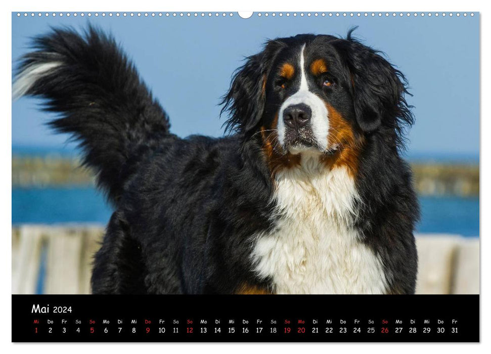 Berner Sennenhund 2024 (CALVENDO Premium Wandkalender 2024)