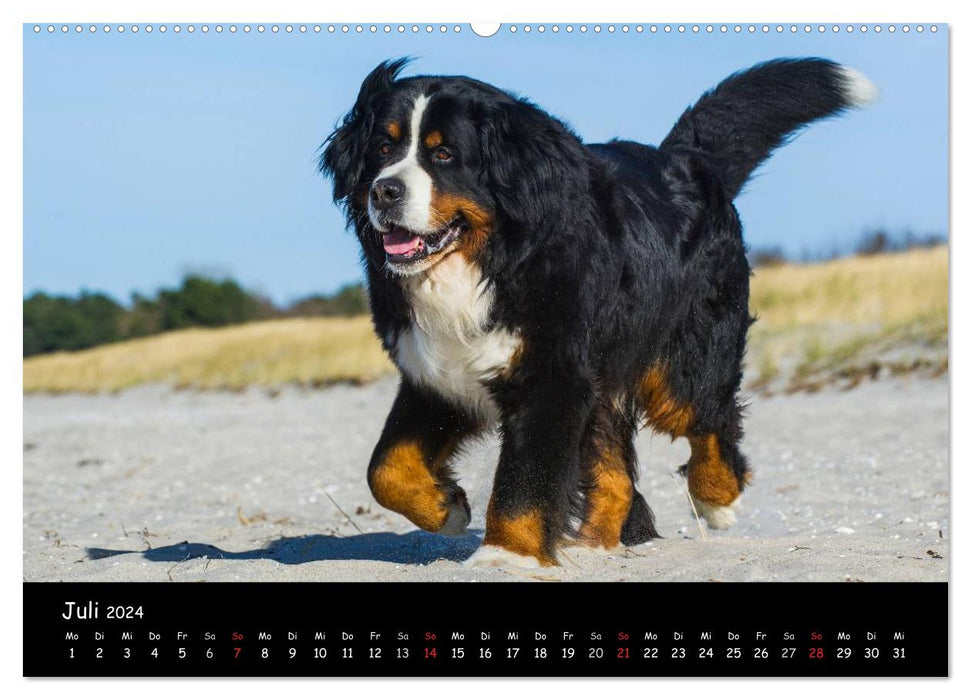 Berner Sennenhund 2024 (CALVENDO Premium Wandkalender 2024)