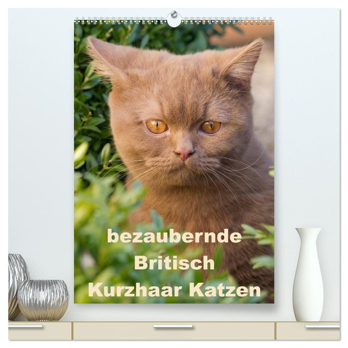 bezaubernde Britisch Kurzhaar Katzen (CALVENDO Premium Wandkalender 2024)