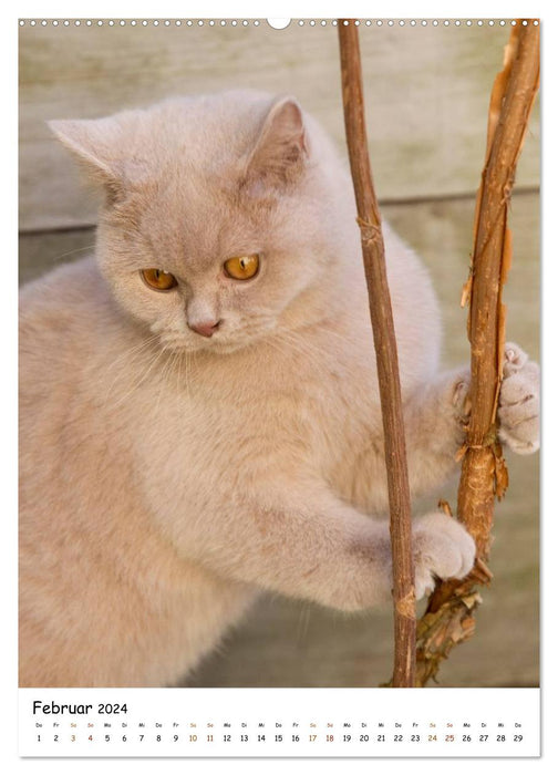 bezaubernde Britisch Kurzhaar Katzen (CALVENDO Premium Wandkalender 2024)