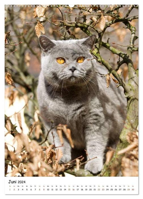 bezaubernde Britisch Kurzhaar Katzen (CALVENDO Premium Wandkalender 2024)